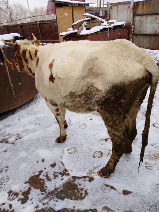 Продам        корову