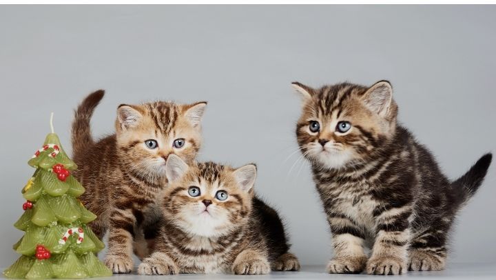 Отдам котят в хорошие руки
