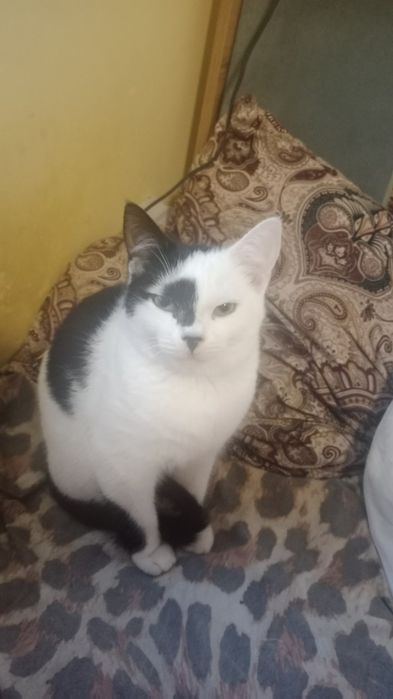 Отдаю в добрые надёжные руки