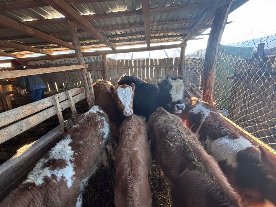 Vând șase viței de rasa