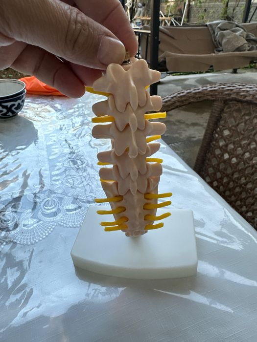 муляж склед для невропотологом