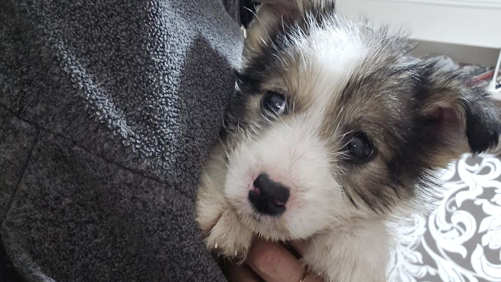 Отдам щенка в добрые руки