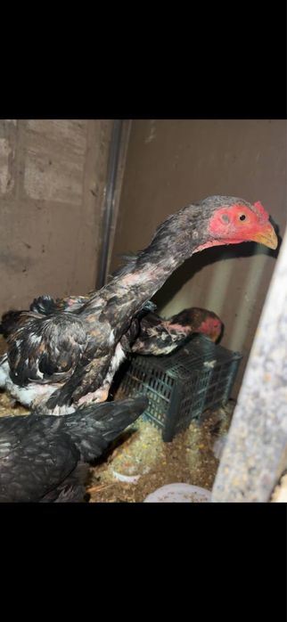 Dakan jujalar sotiladi