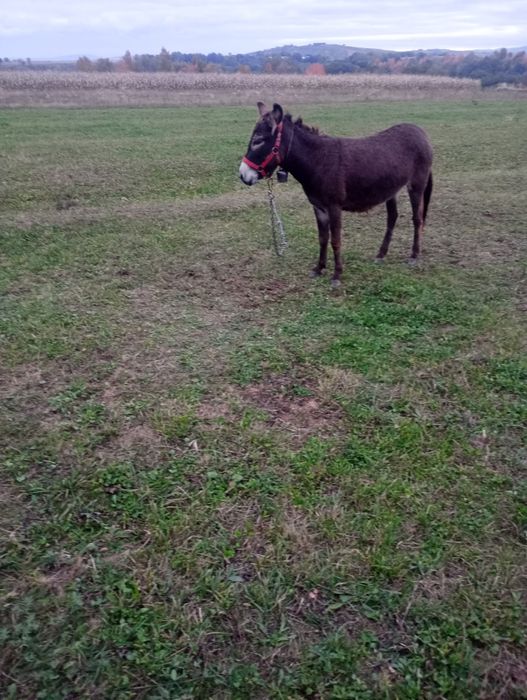 Vind perche de măgari