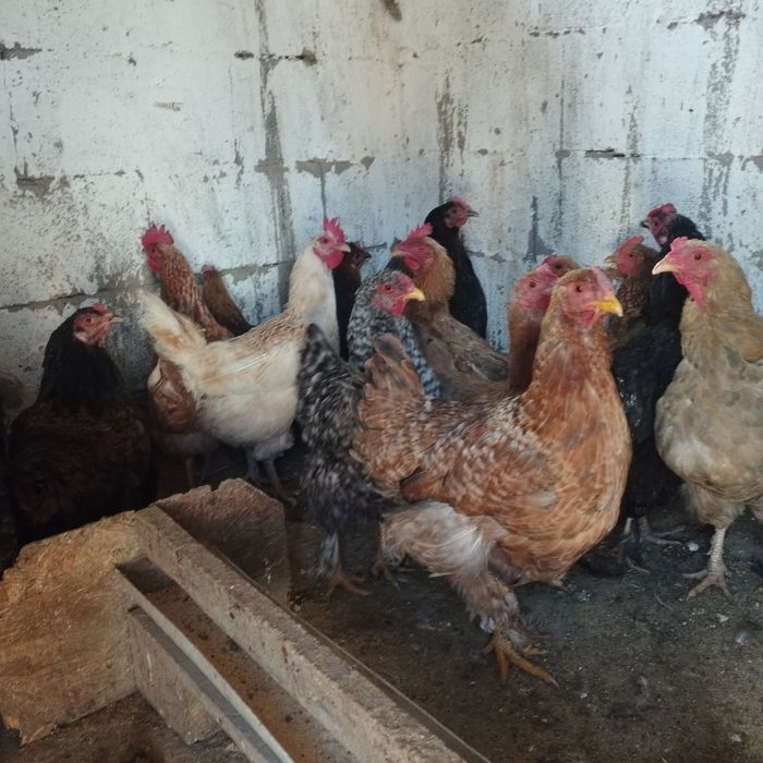 Продам куры домашние