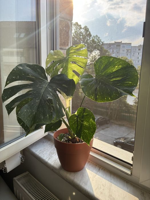 Монстера делисиоза thai constellation тайландско съзвездие monstera deliciosa делисиоза
