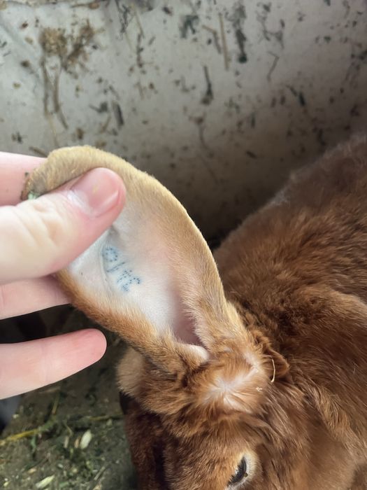 De vanzare 2 Iepuri Berbec German portocaliu ( tatuati).