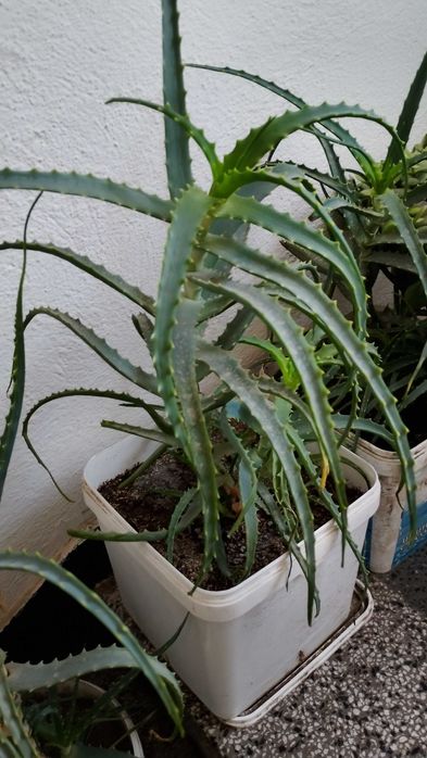 Живо алое вера за лечебна напитка – големи и малки растения