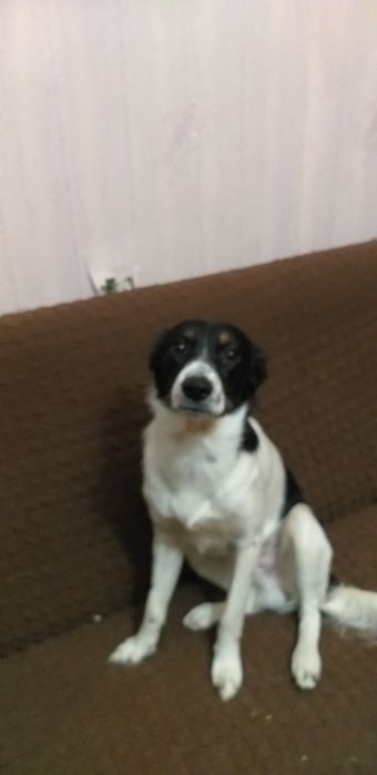 Отдам в хорошие добрые руки.