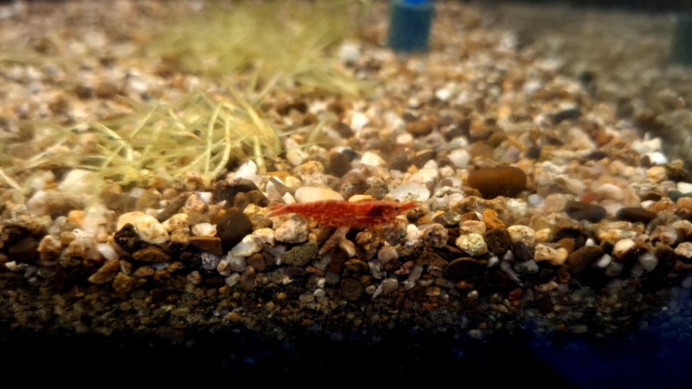 Сларида ред чери и гупи