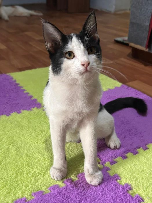 Котенок в добрые руки