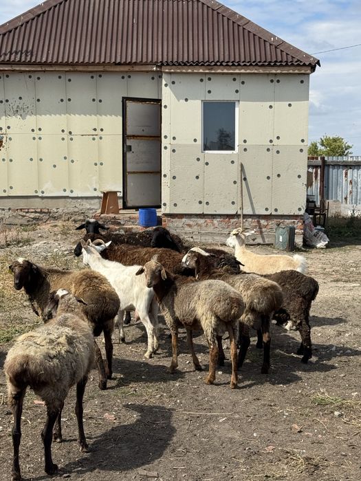 Продам овец на откорме