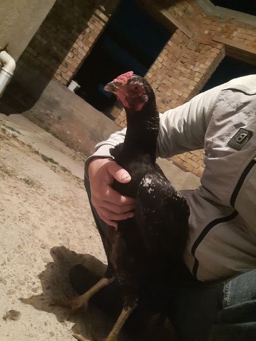 Боицовый таза дакан тауық