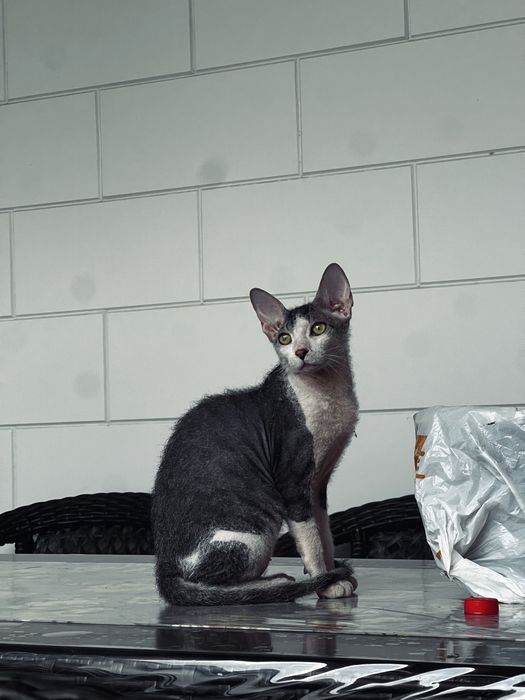 Котенок сфинкс 4 месяца