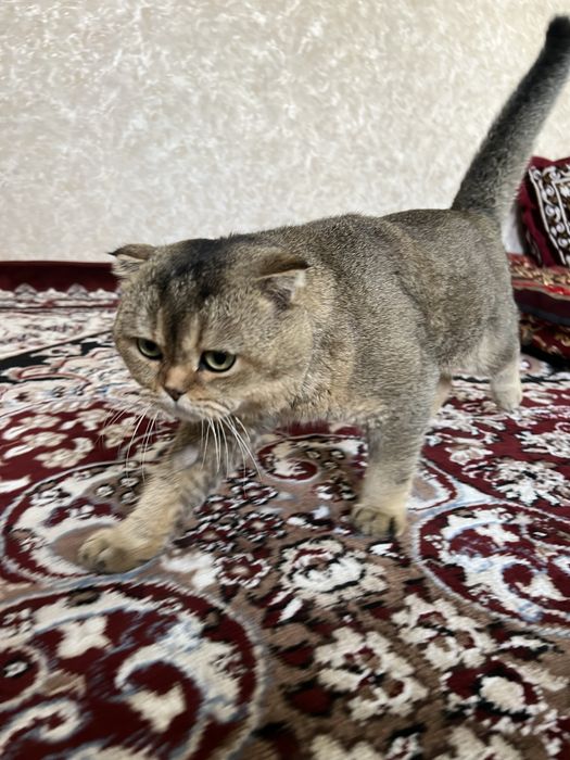 Scottish fold sotiladi