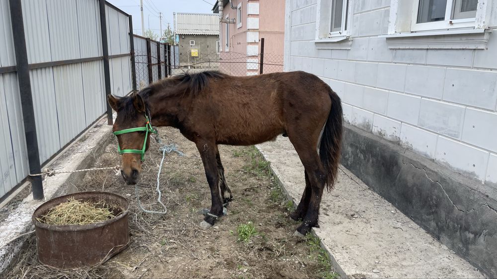 Еркек тай Атырау каласы