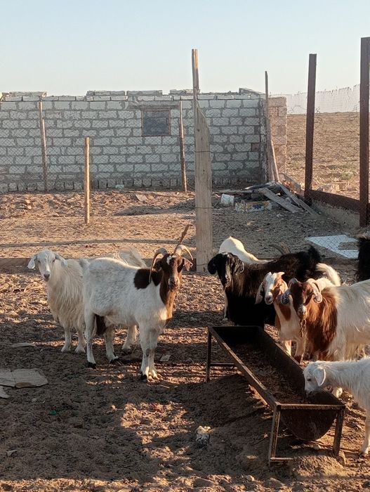 Сатылады продаётся