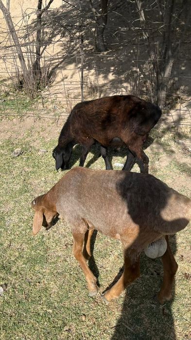 Хорошие бараны жирные