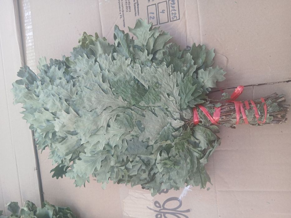 Дубовые веники для бани