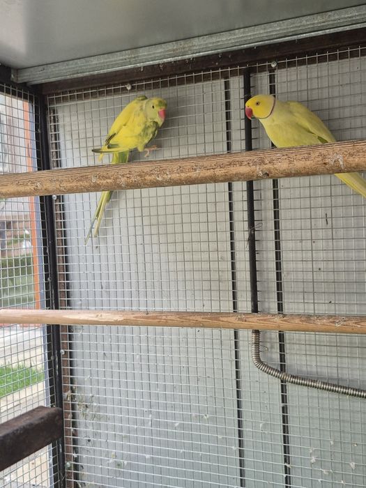 Tути кушлар сотилади