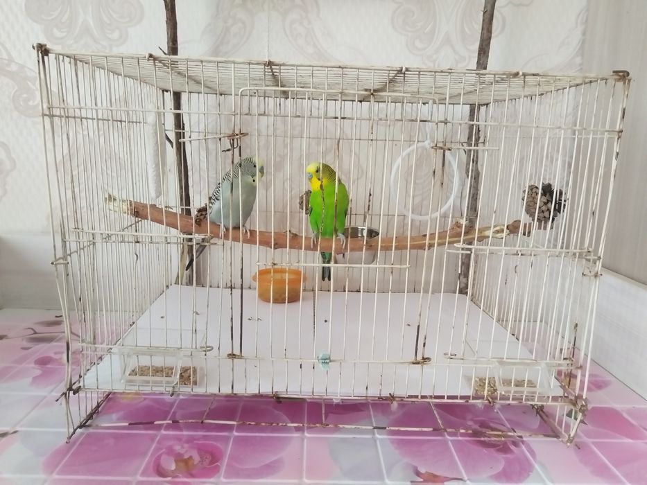 попугаи с клеткой