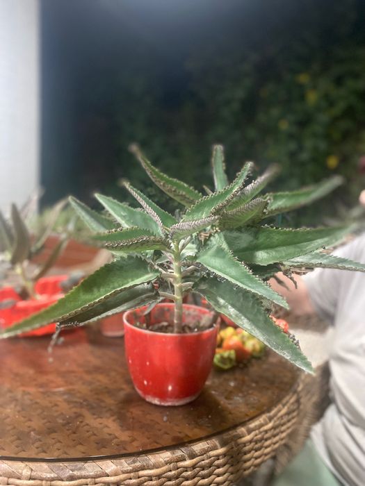 Каланхоэ лечебное