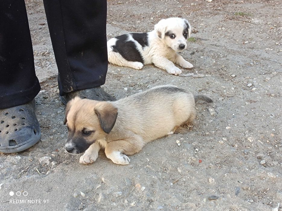 Căței spre adopție