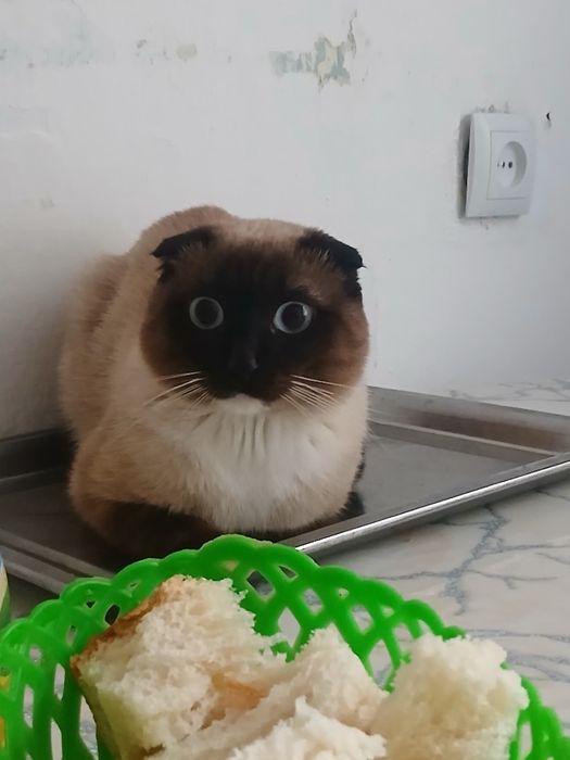 Отдам в добрые руки
