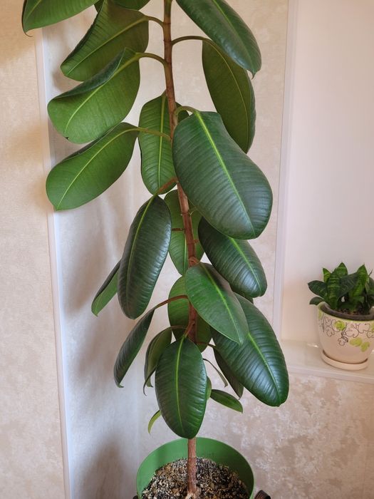 Продам каучуконосный фикус