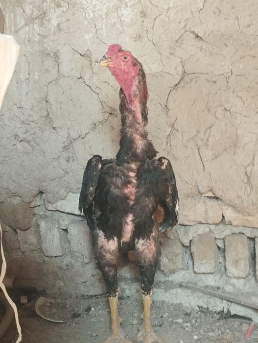 Dakan xoʻrozlar sotiladi
