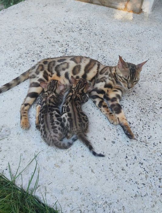 Чистокръвни Бенгалски котки