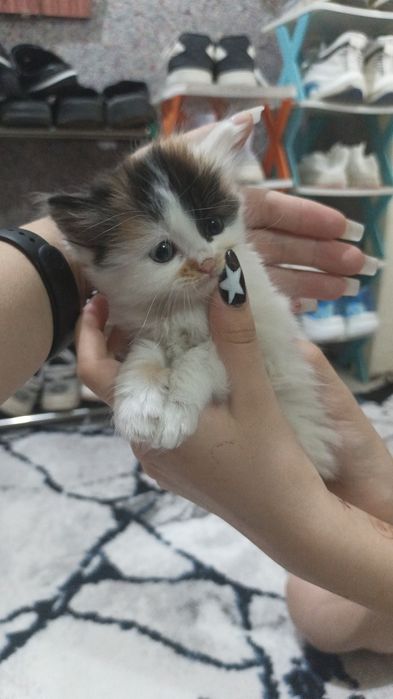 Срочно отдам красивых котят.