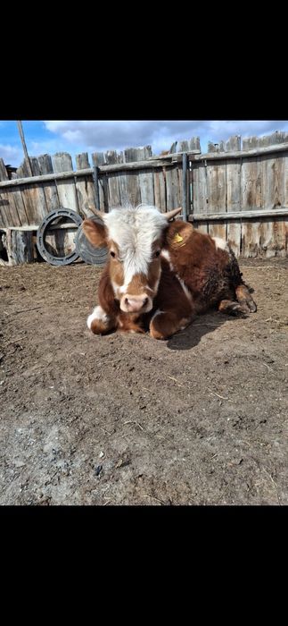 Продам двух бычков