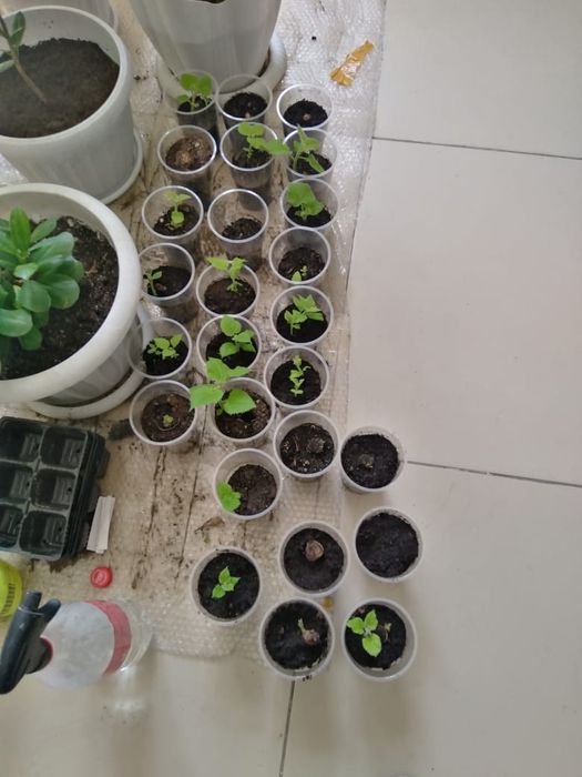 Павлония саженцы