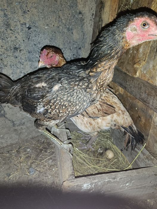 Даканиха молодая продам