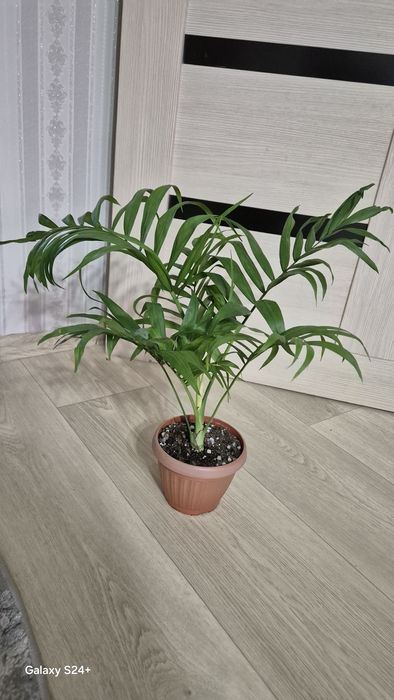 Хамедорея Элеганс