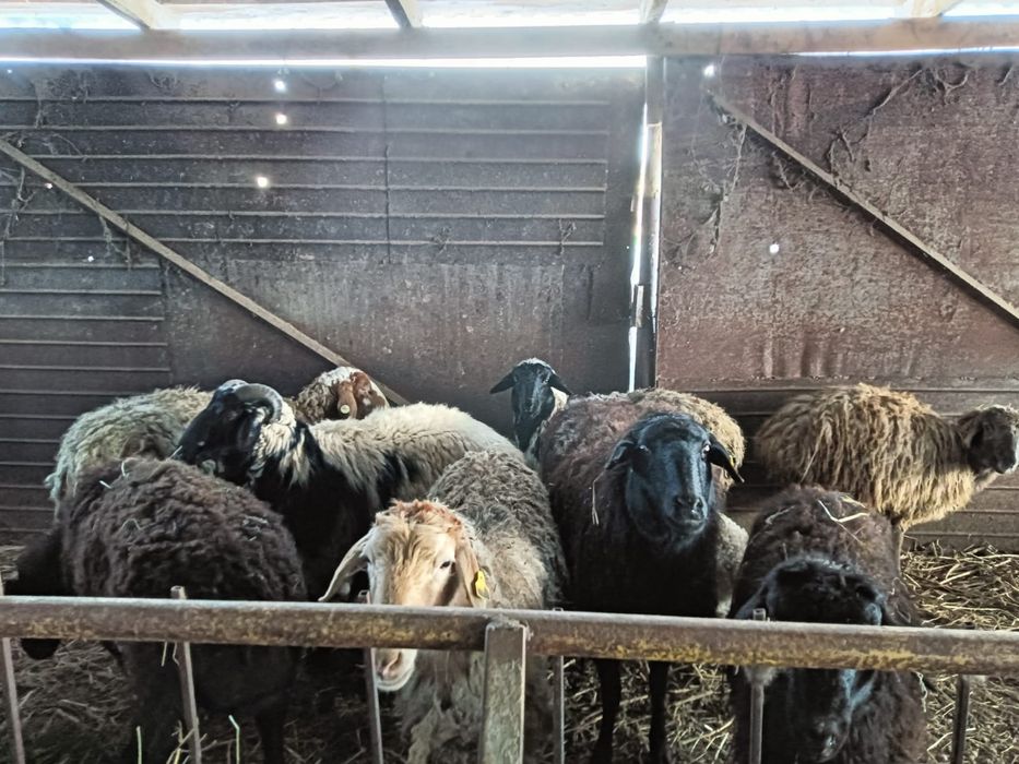 Продам баран 14 голов