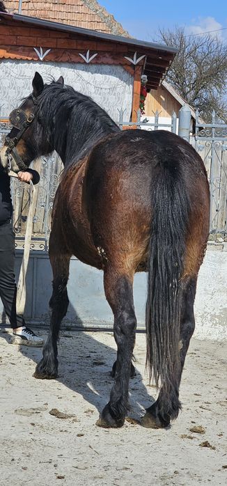 Vând manza de un an jumate