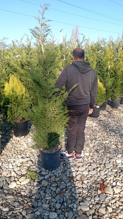 Chiparos Leylandii GIGANT!