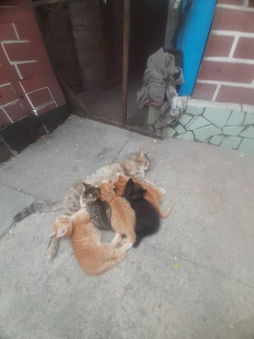 Милые.пушистые красивые.котята