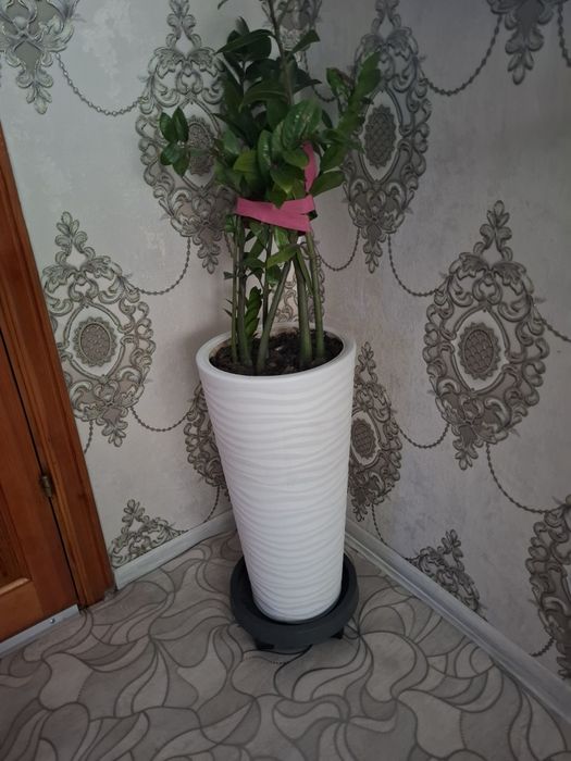 Продам цветок с горшком