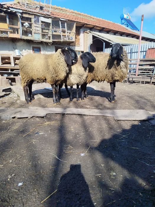 oi sarbesti rasa pura