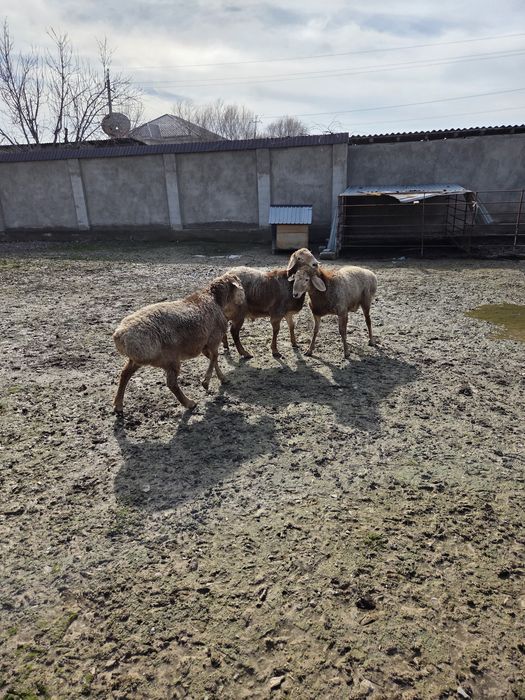 Арашан тоқты қошқар