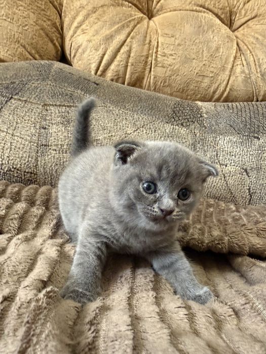 Бронь на котят фолд и страйт