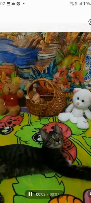 Котята домашние.