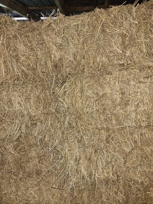 Piris sholi sotiladi