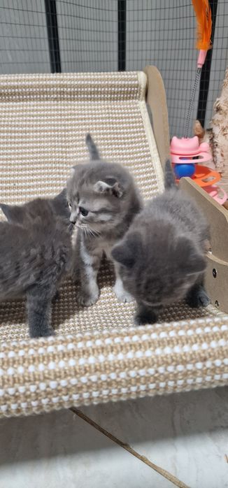 Котята британские