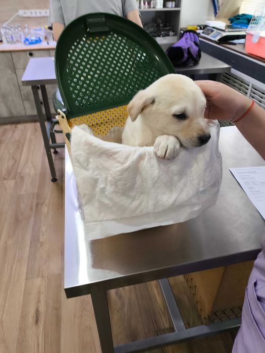 Щенок в добрые руки