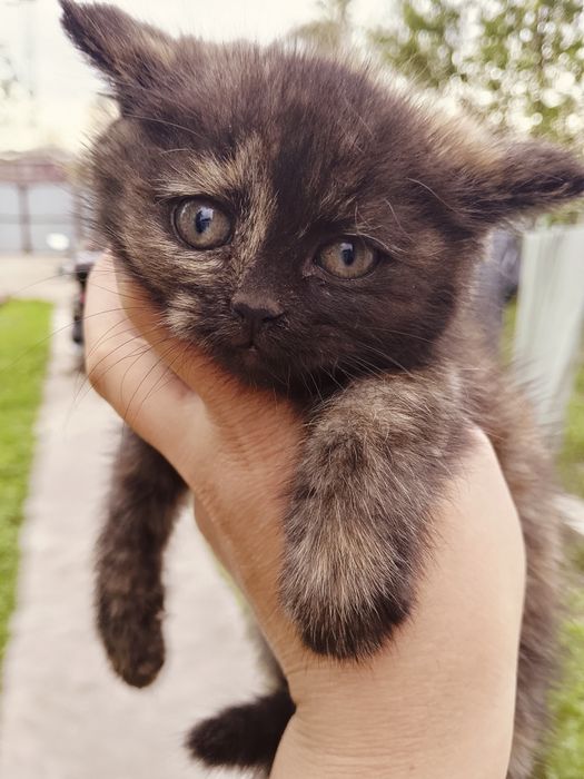 Ищем дом котятам