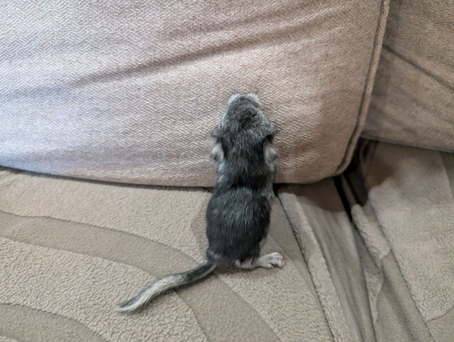 Шиншиллы. Бронирование